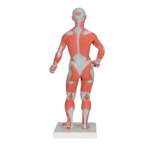 Spieren model 57cm