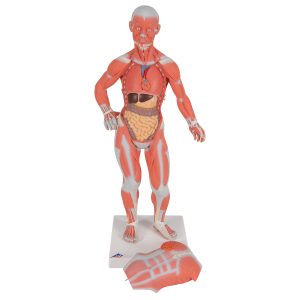 Spieren model 57cm
