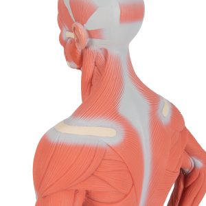 Spieren model 57cm