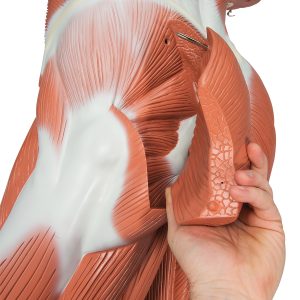 Spierenmodel, ware grootte, 37-delig
