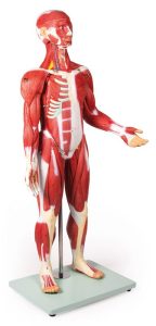 Anatomisch Spiermodel, 30-delig, 85 cm