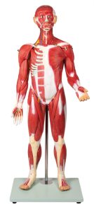 Anatomisch Spiermodel, 30-delig, 85 cm
