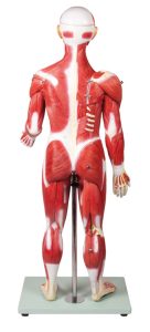 Anatomisch Spiermodel, 30-delig, 85 cm