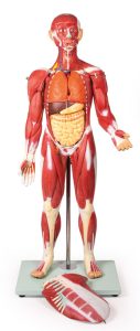 Anatomisch Spiermodel, 30-delig, 85 cm