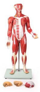 Anatomisch Spiermodel, 30-delig, 85 cm