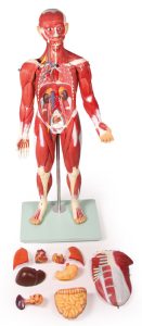 Anatomisch Spiermodel, 30-delig, 85 cm