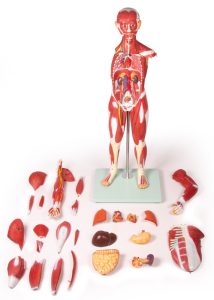 Anatomisch Spiermodel, 30-delig, 85 cm