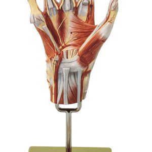 Spiermodel Hand