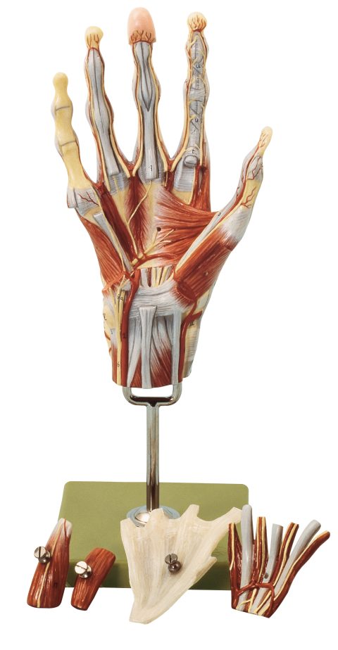 Spiermodel Hand