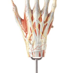 Spiermodel Hand