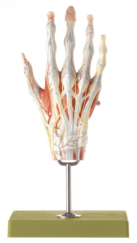 Spiermodel Hand