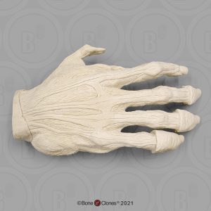 Spiermodel Hand Gorilla