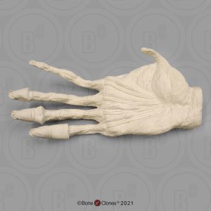 Spiermodel Hand Orang-Oetan