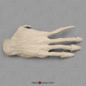 Spiermodel Hand Orang-Oetan