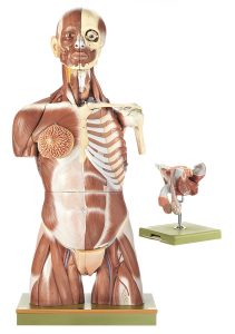 Spiermodel Torso met Hoofd en Verwisselbare Genitalia
