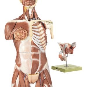 Spiermodel Torso met Hoofd en Verwisselbare Genitalia