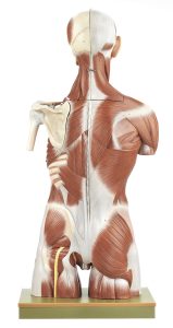 Spiermodel Torso met Hoofd en Verwisselbare Genitalia