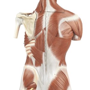 Spiermodel Torso met Hoofd en Verwisselbare Genitalia
