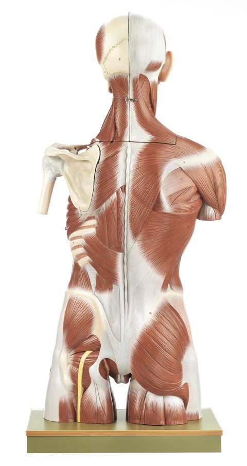 Spiermodel Torso met Hoofd en Verwisselbare Genitalia