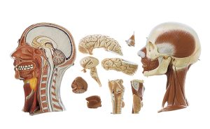 Spiermodel Torso met Hoofd en Verwisselbare Genitalia