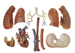 Spiermodel Torso met Hoofd en Verwisselbare Genitalia