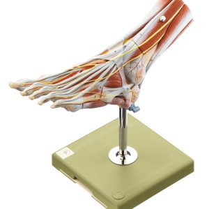 Spiermodel Voet