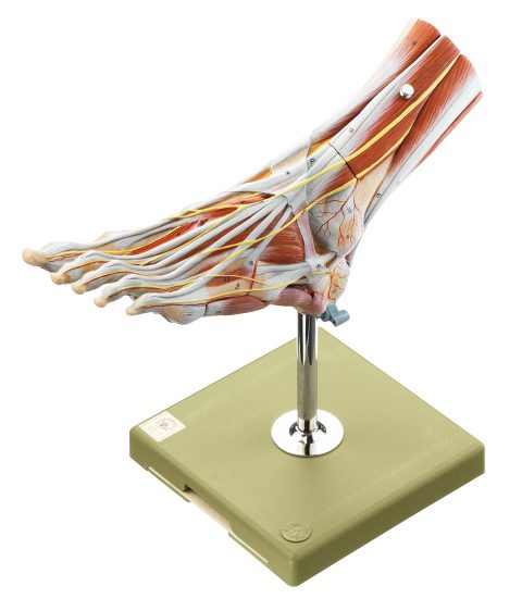 Spiermodel Voet