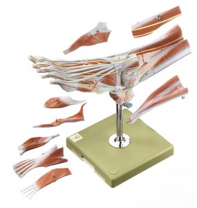 Spiermodel Voet