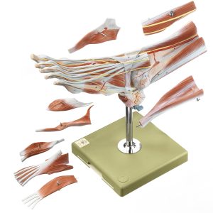 Spiermodel Voet