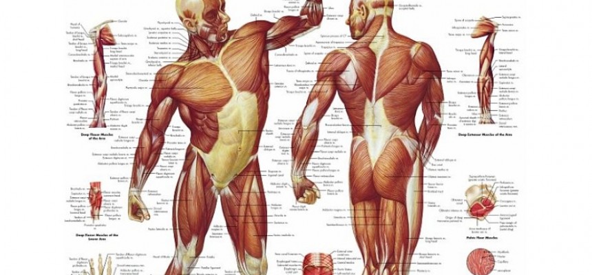 Anatomie Posters