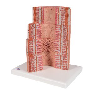 Spijsverteringsysteem, micro-anatomie