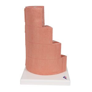 Spijsverteringsysteem, micro-anatomie