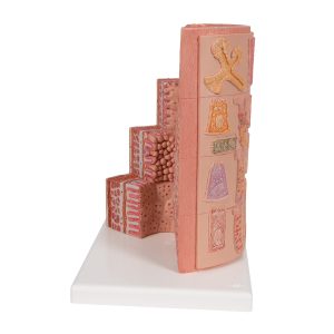 Spijsverteringsysteem, micro-anatomie