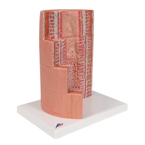 Spijsverteringsysteem, micro-anatomie