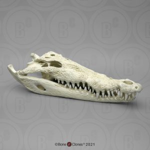 Spitssnuitkrokodil Schedelmodel
