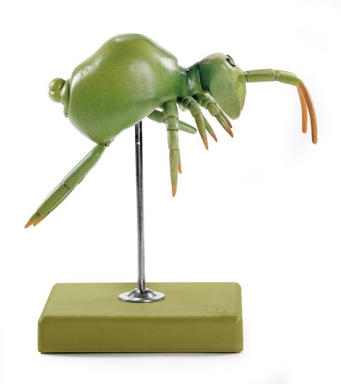 Springstaartje Model