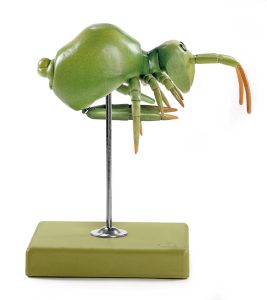 Springstaartje Model
