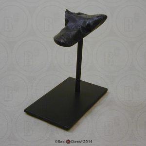 Schedelmodel Australopithecus afarensis