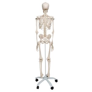 Standaard Skelet, 170 cm