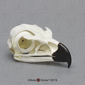 Steenarend Modellenset