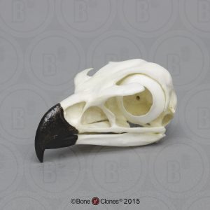Steenarend Schedelmodel