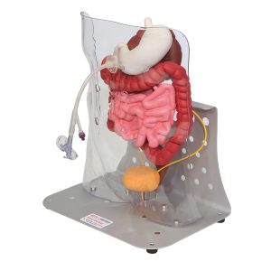 Stomazorg Simulatiemodel Geavanceerd