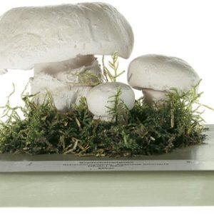 Straatchampignon Model
