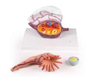 Structuur Eierstokken Model