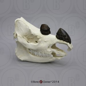 Sumatraanse Neushoorn Schedel Model
