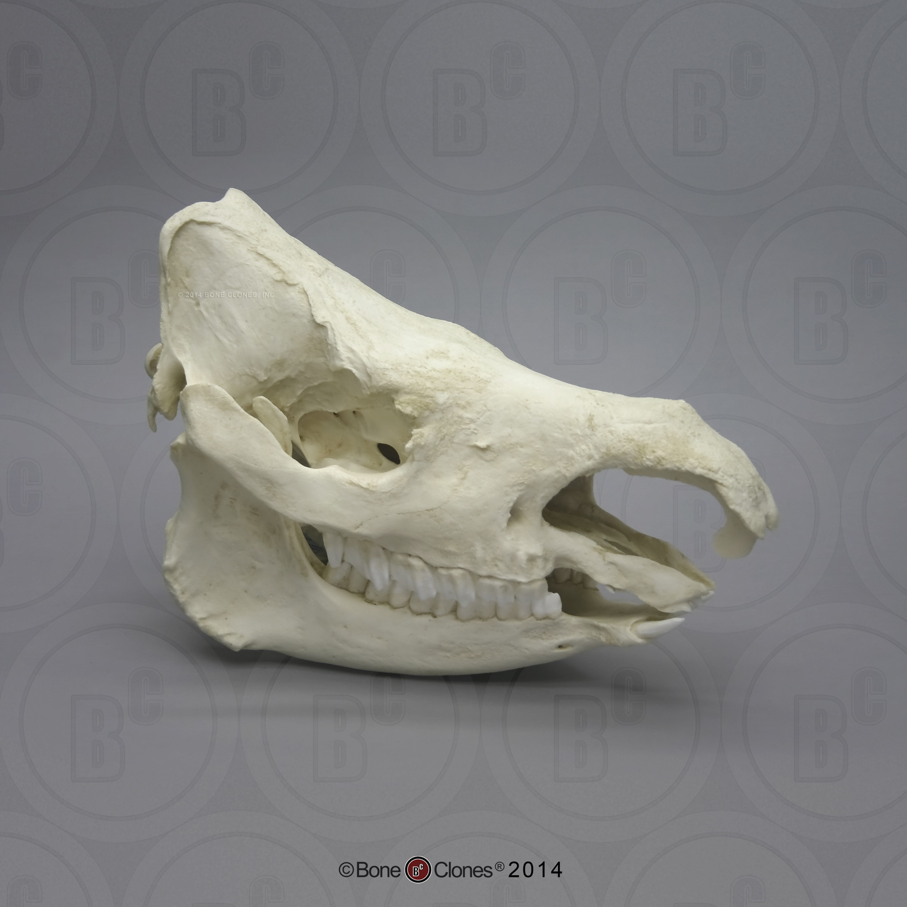 Sumatraanse Neushoorn Schedel Model