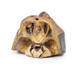 Superieure Oogkas, 3D Print
