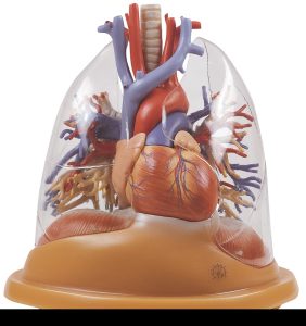 Tafelmodel Hart