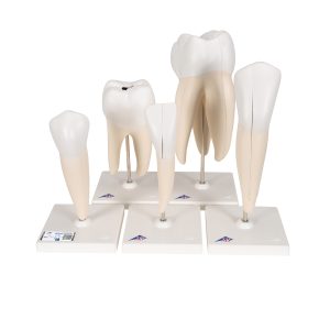 Tand modellen, set van 5 stuks