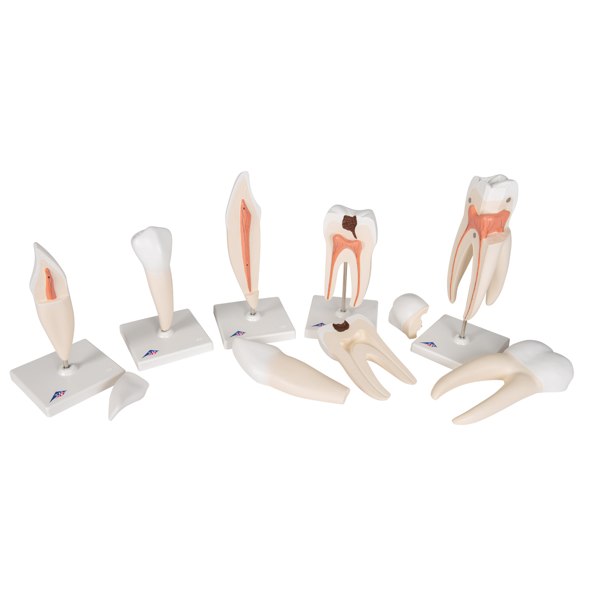 Tand modellen, set van 5 stuks